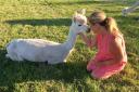 Kim Inglis alongside their star alpaca, Twinkle