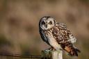 A picture shared by Tracy Hadwin of a short-eared owl