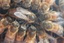 The association will teach people the basics of how to do beekeeping