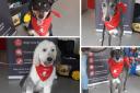 Some of the brave pooches who have gave blood