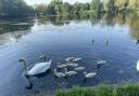Swan family at Hammond's Pond which have been affected