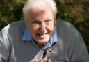 Sir David Attenborough pens a letter to Kingmoor Infant School