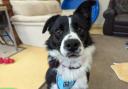Callie the Collie, one of our pets of the week