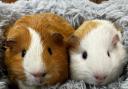 Guinea Pigs Harry and Sammy