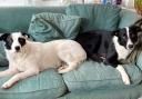 A pair of dogss who have been temporarily fostered through the 'A Helping Paw' service