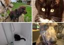 Readers' most recent pet pictures