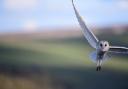 Tracy Hadwin's picture of a barn owl