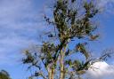 Tree affected by ash dieback
