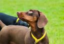 Sausage dogs from across Cumbria descended on the sniffari