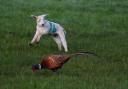 A picture shared by Carrie Calvert of a lamb and a pheasant