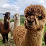 WINNERS: Alpacaly Ever After have scooped the Travellers' Choice Award from Tripadvisor
