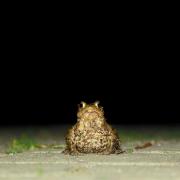 Toad on a road