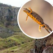 Clints Quarry and, inset, a great crested newt