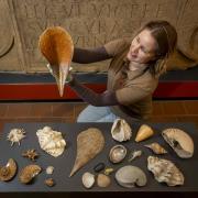 Dr Frances McIntosh, English Heritage’s collections curator for Hadrian’s Wall and the North East, with a collection of shells