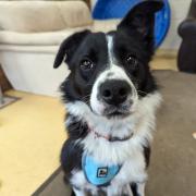 Callie the Collie, one of our pets of the week