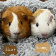 Guinea Pigs Harry and Sammy