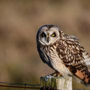 A picture shared by Tracy Hadwin of a short-eared owl
