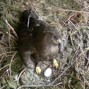 Amelia the eagle with her new egg