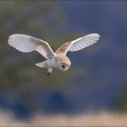 Carrie Calvert shared this picture of a barn owl hunting at dusk