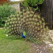 Susan Farish shared this picture of a peacock at Blackpool Zoo