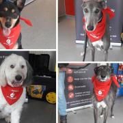 Some of the brave pooches who have gave blood