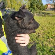 Carlisle police found the dog in Heysham Park