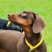 Sausage dogs from across Cumbria descended on the sniffari