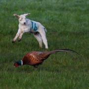 A picture shared by Carrie Calvert of a lamb and a pheasant