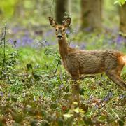 This deer took Hampshire Chronicle Camera Club member Rachel Parker by surprise when it ran in