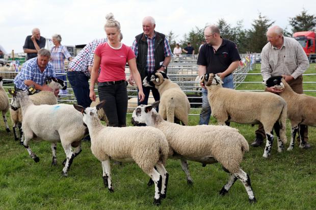 Sheep judging at Gilsland Show.....Picture Paul Norris.