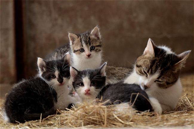 These Are The 22 Most Expensive Kittens To Buy In The Uk News And Star