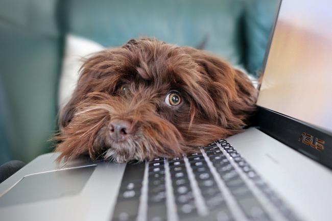 Send in your dog photos helping you at work Image by Pixabay
