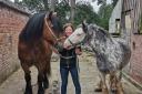 CHARITY DRIVE: Rescue horses William and Frodo
