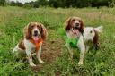 INTERNET SENSATIONS: Fundraising pooches Max and Paddy. Max, a 13-year-old English springer spaniel and social media star from the Lake District, will was awarded the Order of Merit