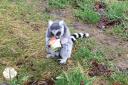 LUCKY LEMUR: Ring-tailed lemur Dyson and his birthday cake at Lake District Wildlife Park near Keswick         Picture: Lake District Wildlife Park 