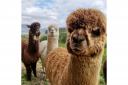 WINNERS: Alpacaly Ever After have scooped the Travellers' Choice Award from Tripadvisor