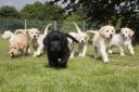Guide dog puppies need a home in Cumbria