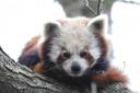 One of the park's cute red pandas