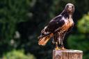 Harris Hawk at Thorp Perrow, not a photo of the hawk referenced in the article