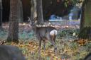 Maxine Victoria Blaylock shared this image of a deer from Carlisle Cemetery