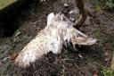 A dead barn owl found on land owned by Allendale Estates