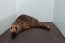 The tired seal pup was nursed back to health in Cockermouth