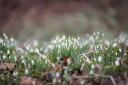 Snowdrops are often the first sign of spring