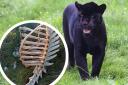 A generic picture of a captive panther and, inset, the mysterious sheep carcass