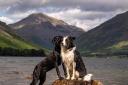 Two pooches in an epic Lake District landscape.