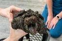'Fluffy' the alligator snapping turtle has been looked after at the National Centre for Reptile Welfare in Cornwall
