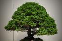 A Bonsai tree on display at the club's July meeting