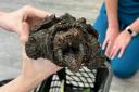 The alligator snapping turtle was found in Urswick Tarn
