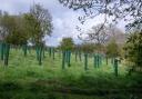 Free tree's available to Cumbrian groups