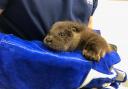 Windy the otter on the mend after found crying and alone